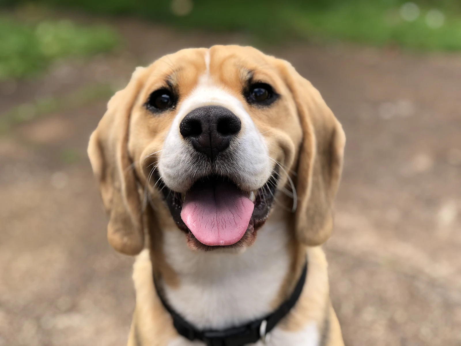 A dog outdoors
